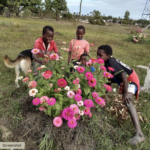 Younger boys growing flowers